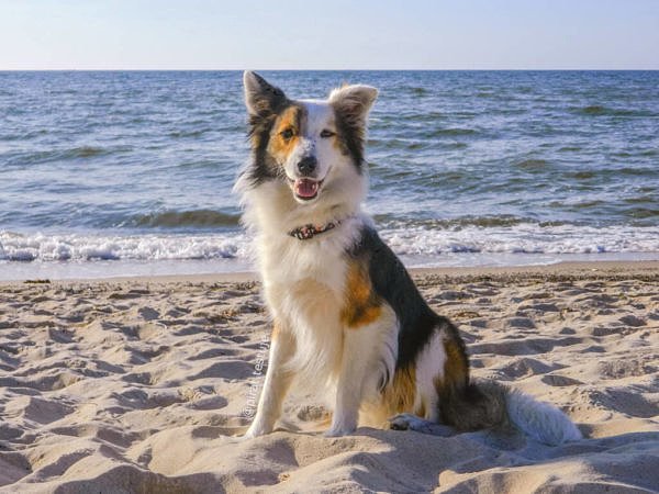 Pies w obroży sushi na plaży