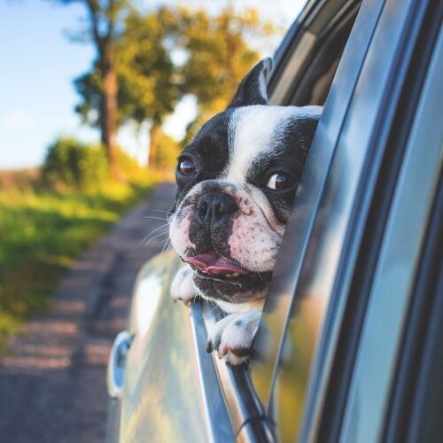 Read more about the article Jak podróżować z psem? – Pies w samochodzie