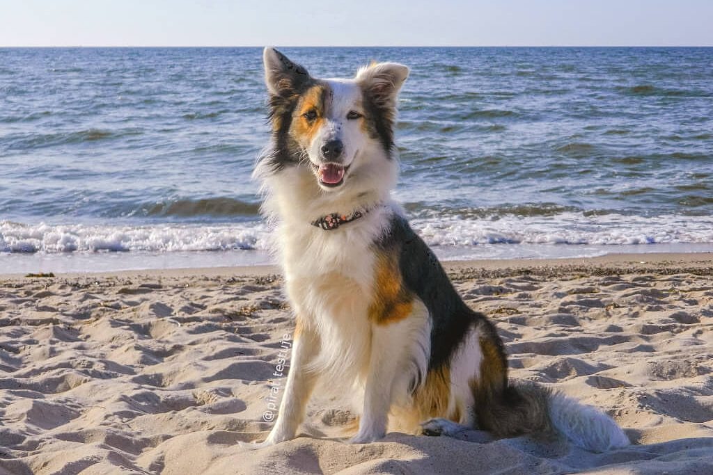 Pies w obroży sushi na plaży
